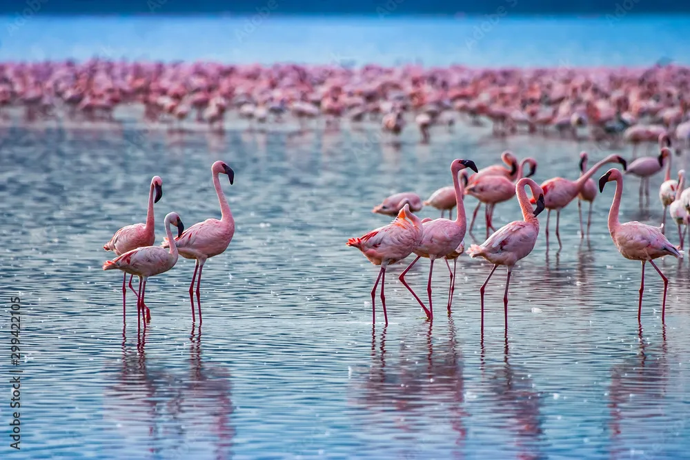 火烈鸟群 - 四虎tv | 动物世界